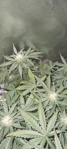 Growreport Bild 30