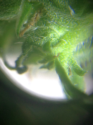0711Lady1Trichome3