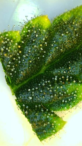 Growreport Bild 11