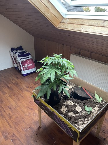 Growreport Bild 27