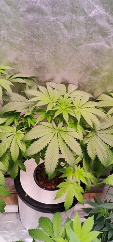 Growreport Bild 3