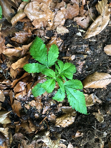 Growreport Bild 2