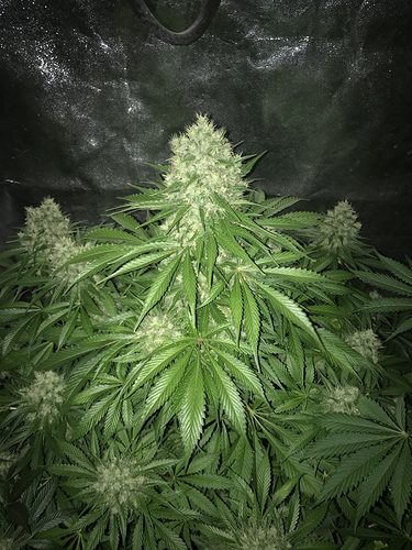 Growreport Bild 5
