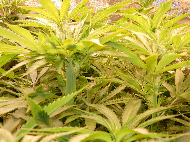 DSCN5496