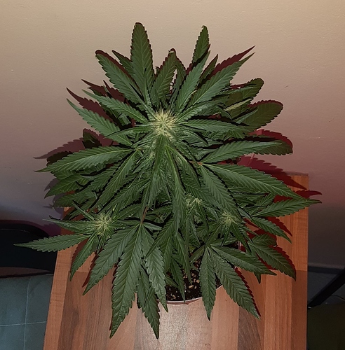 Growreport Bild 5