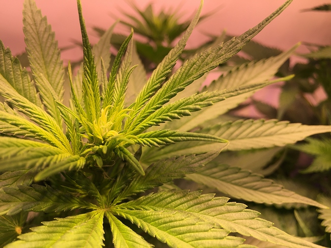 Growreport Bild 12