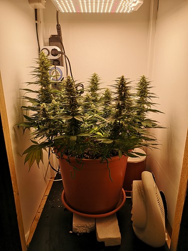 Growreport Bild 2