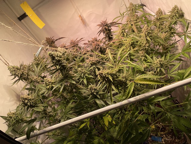 Growreport Bild 4