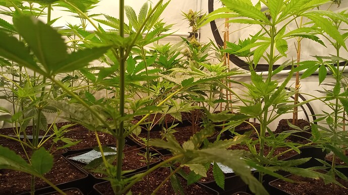 Growreport Bild 4