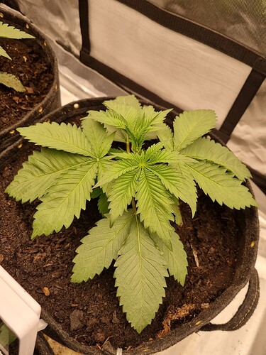 Growreport Bild 19