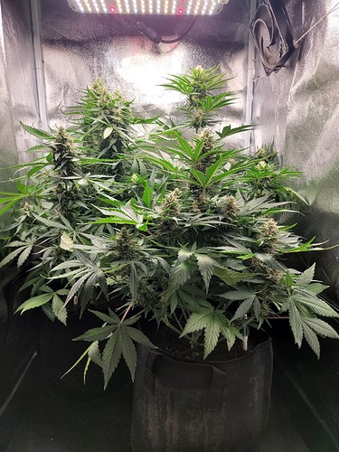 Growreport Bild 2