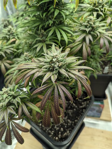 Growreport Bild 41