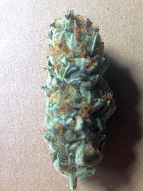 Growreport Bild 20