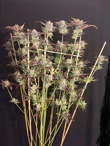 obscura1607809031307