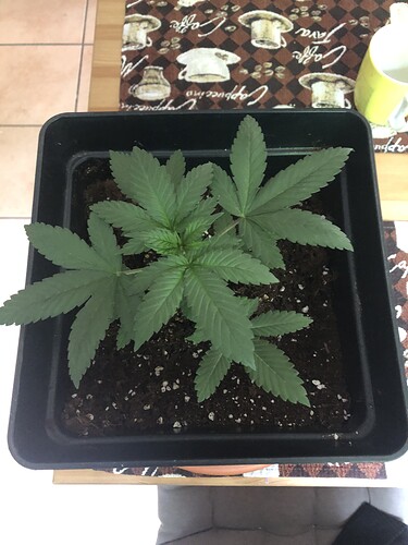 Growreport Bild 4