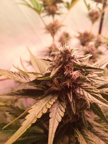 Growreport Bild 19