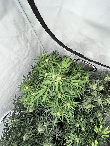 Growreport Bild 8