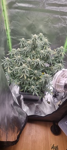 Growreport Bild 11