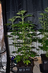 Growreport Bild 7