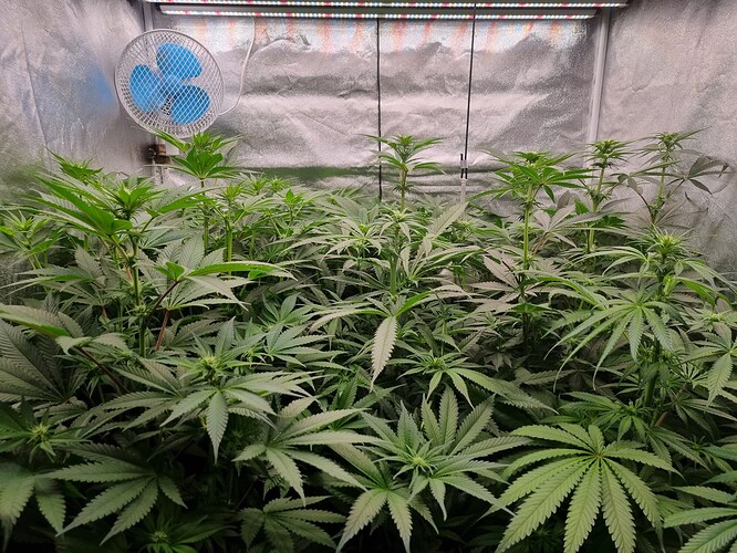 Growreport Bild 37
