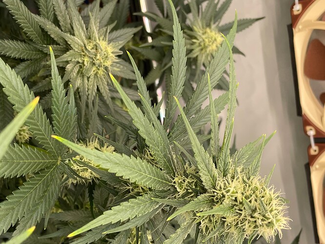 Growreport Bild 4
