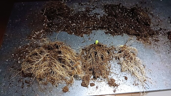 Growreport Bild 14