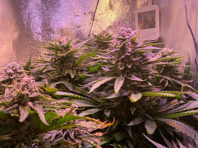Growreport Bild 45