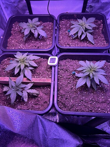 Growreport Bild 6