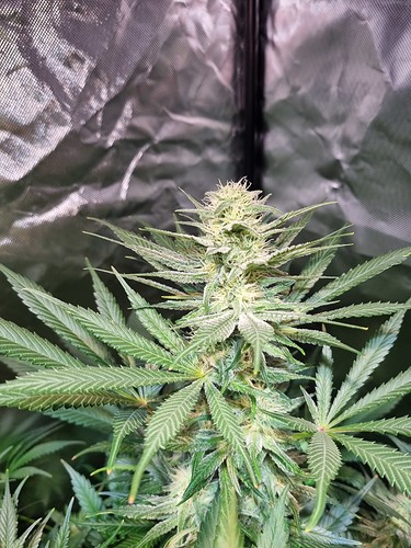 Growreport Bild 5