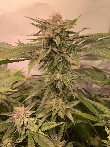 Growreport Bild 6