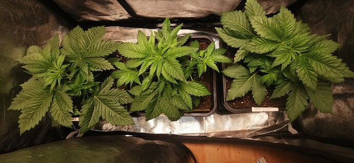 Growreport Bild 9