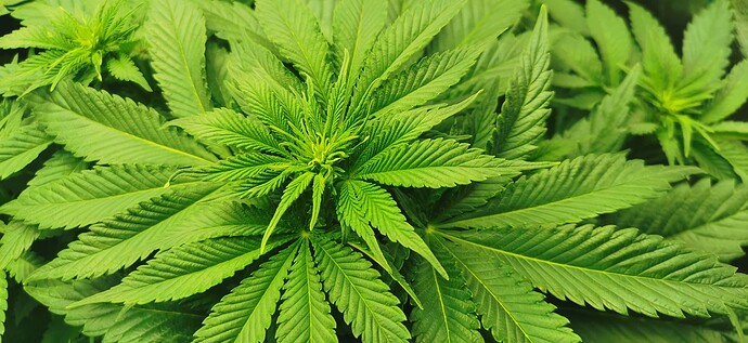 Growreport Bild 56