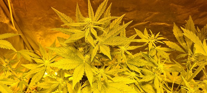 Growreport Bild 13