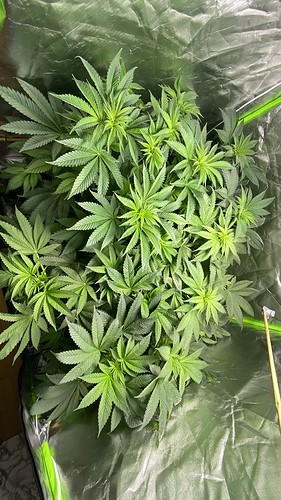 Growreport Bild 3