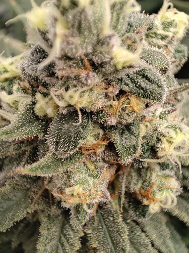 Growreport Bild 6