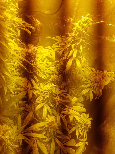 Growreport Bild 3