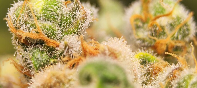 Growreport Bild 28