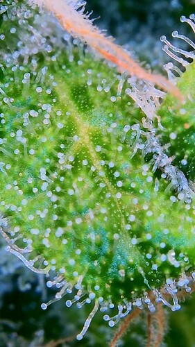Growreport Bild 8