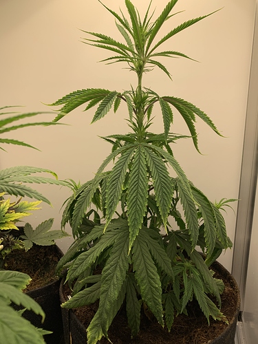 Growreport Bild 2