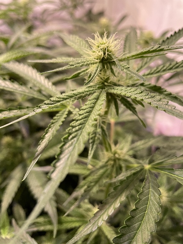 Growreport Bild 2