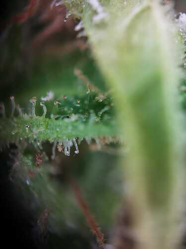 Trichom 10