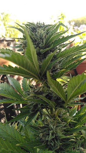 Growreport Bild 11