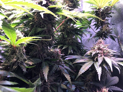 Growreport Bild 35