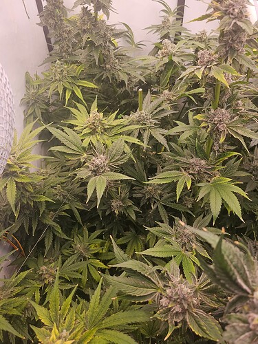Growreport Bild 6