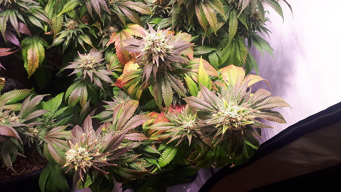 Growreport Bild 5