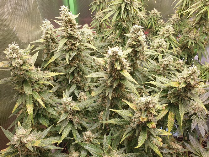 Growreport Bild 7