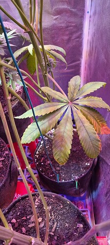 Growreport Bild 41