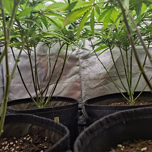 Growreport Bild 16