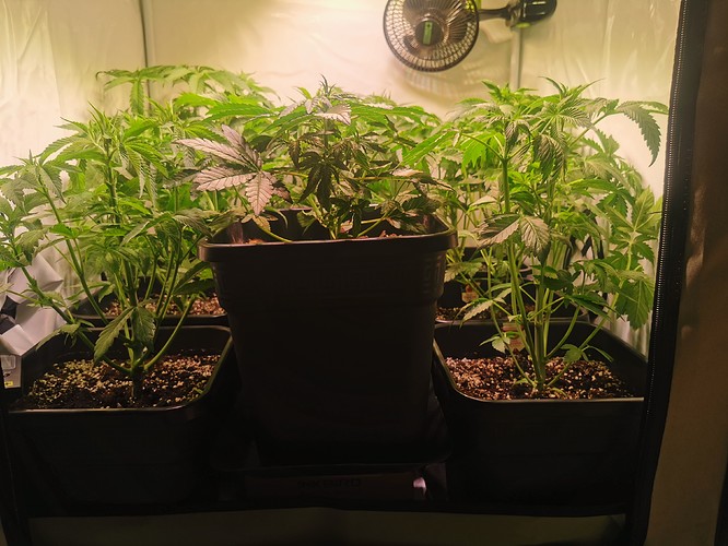 Growreport Bild 3