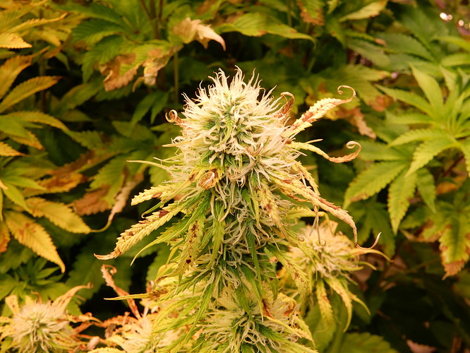 DSCN5351